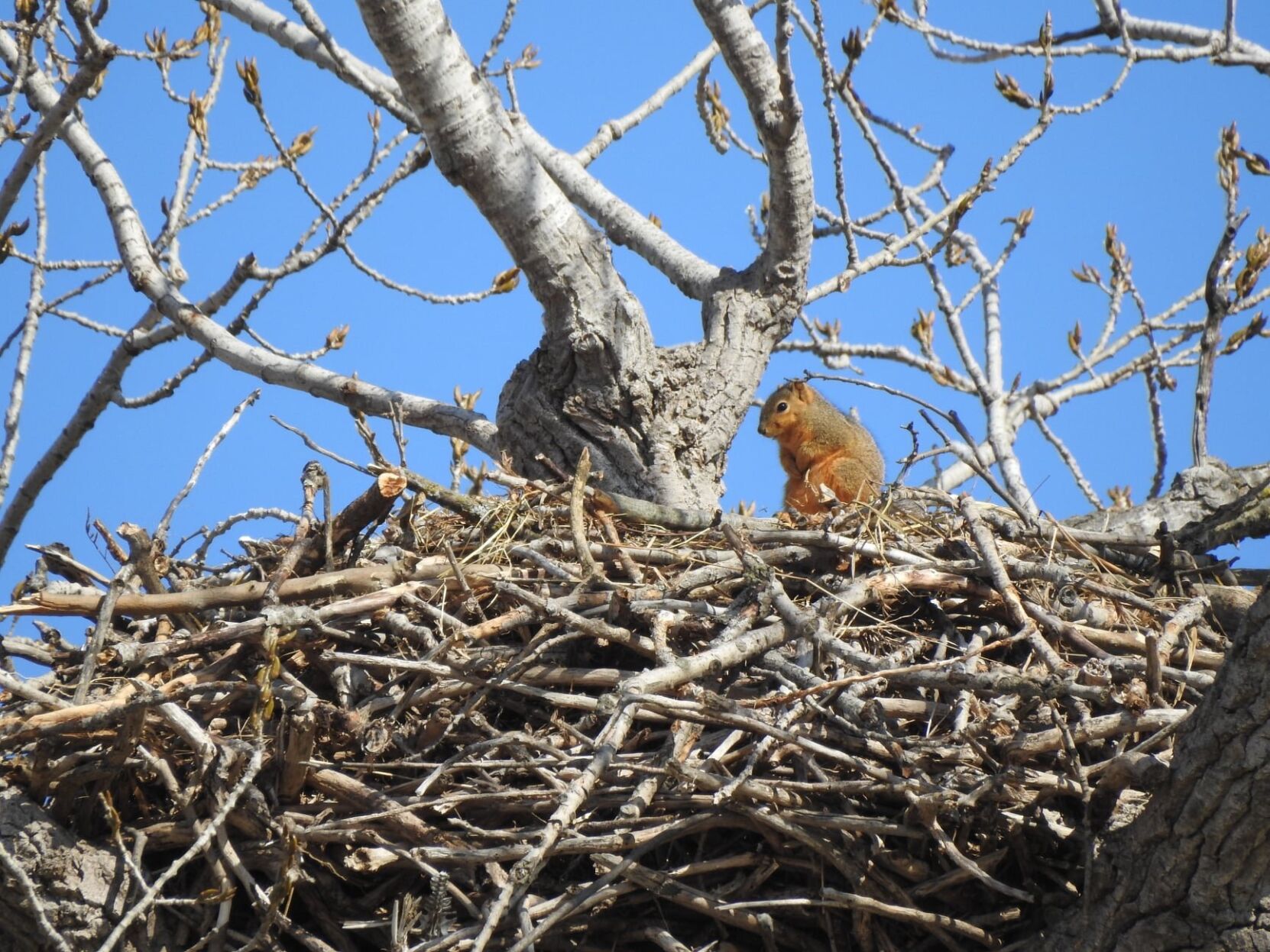 The Rader Nest